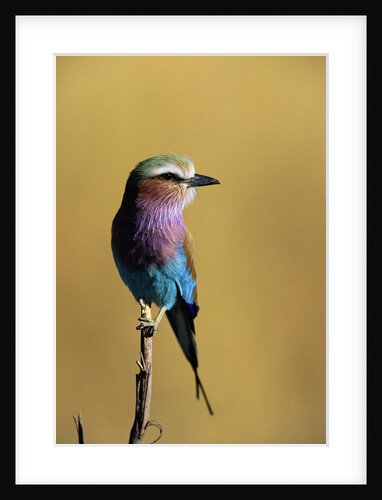 Lilac-Breasted Roller Perched on a Branch by Anonymous