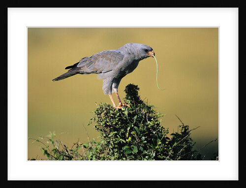 Pale Chanting Goshawk Swallowing Lizard by Anonymous