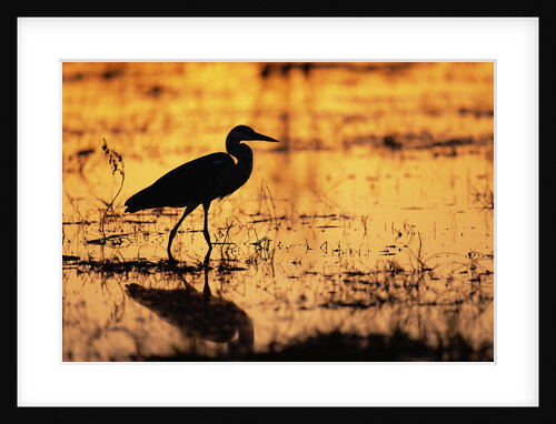 Egret Wading Through the Khwai River by Anonymous