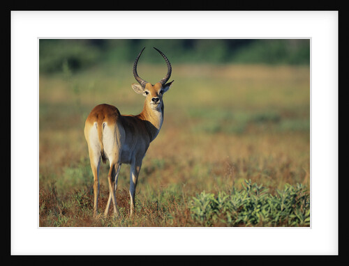 Alert Lechwe by Anonymous