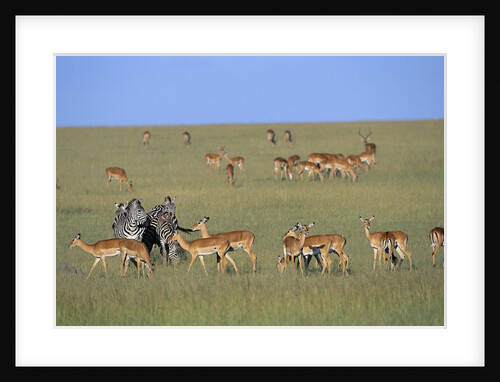 Herd of Impalas and Plains Zebras by Anonymous