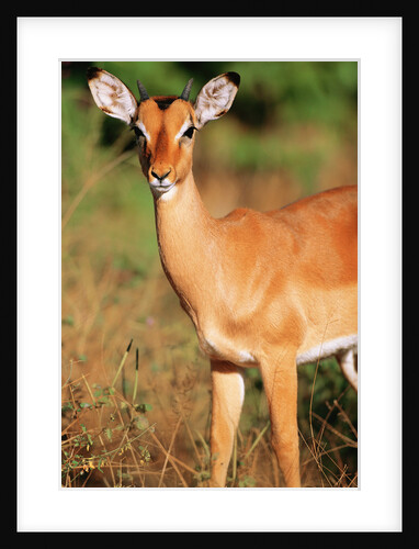 Alert Male Impala by Anonymous