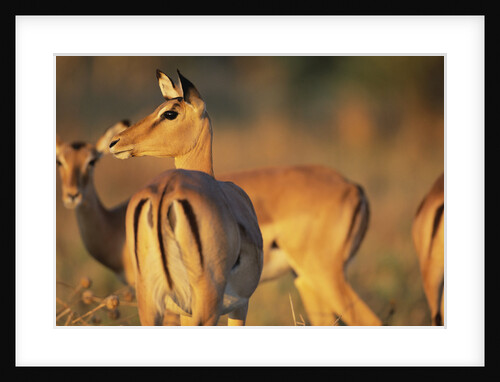 Impala Herd by Anonymous