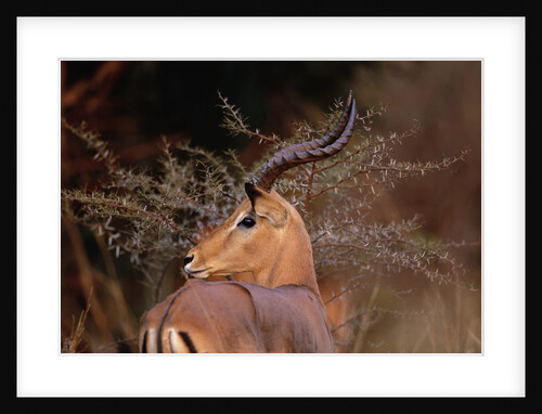 Alert Male Impala by Anonymous