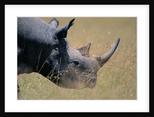 Black Rhinoceros by Anonymous
