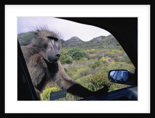 Curious Savannah Baboon by Anonymous