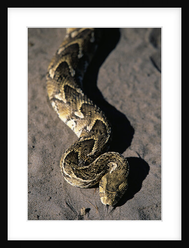 Puff Adder Snake by Anonymous