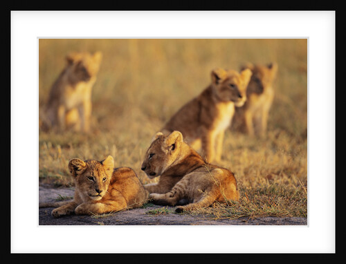 Lion Cubs Resting by Anonymous