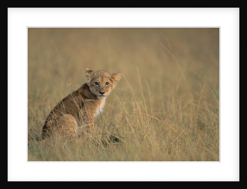 Lion Cub Sitting in Grass by Anonymous
