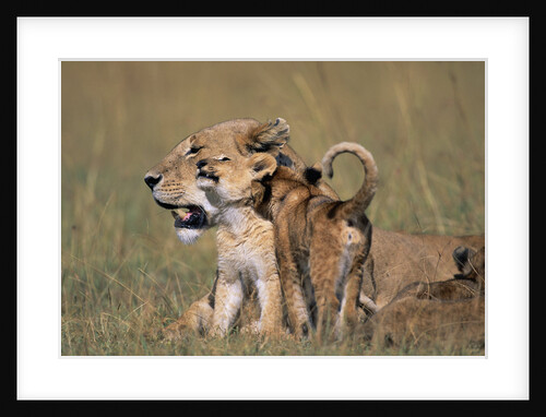 Lion Cubs Alongside Lioness by Anonymous