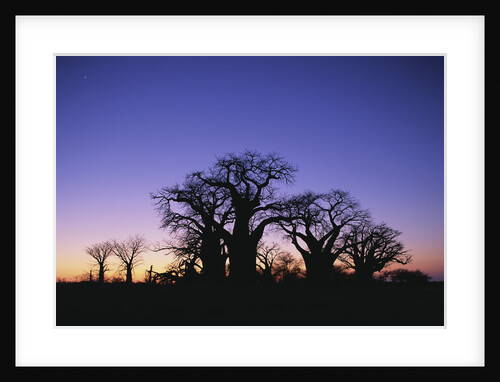 Baines Boabab Tree Silhouettes by Anonymous