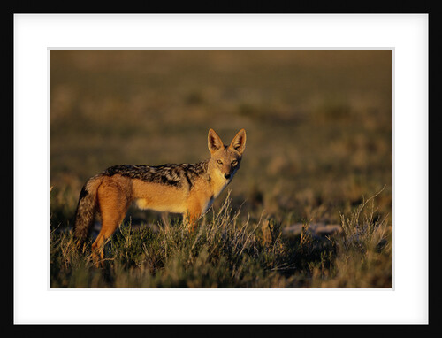 Alert Jackal by Anonymous