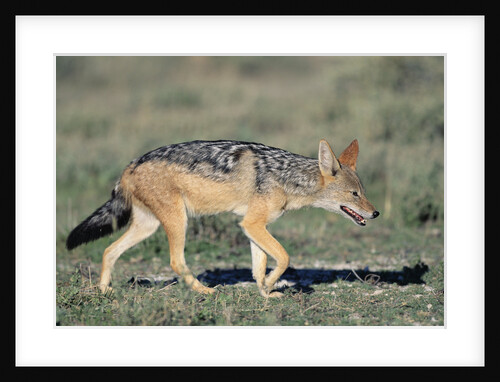 Black-Backed Jackal Walking by Anonymous