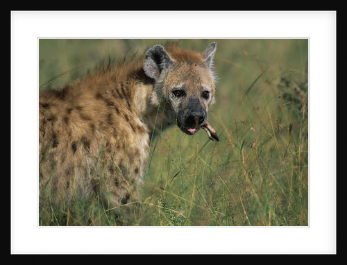 Spotted Hyena Feeding on Thomson's Gazelle by Anonymous