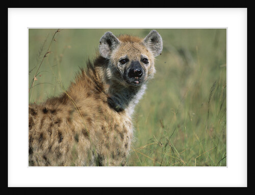 Spotted Hyena Standing in Grass by Anonymous