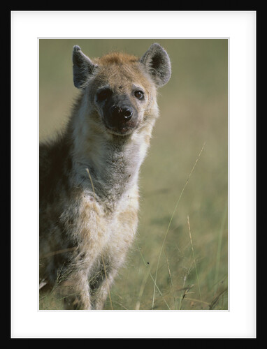 Spotted Hyena Standing in Grass by Anonymous