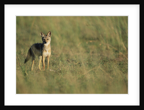 Jackal Standing on Savanna by Anonymous