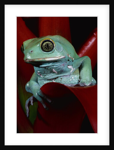 Monkey Tree Frog by Anonymous