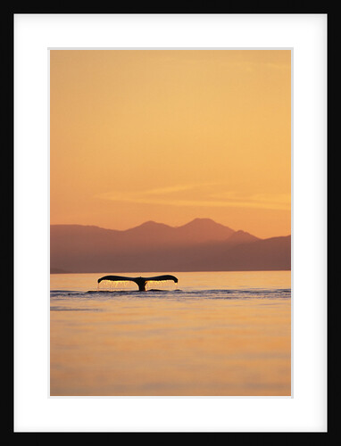 Humpback Whale Surfacing at Sunset by Anonymous
