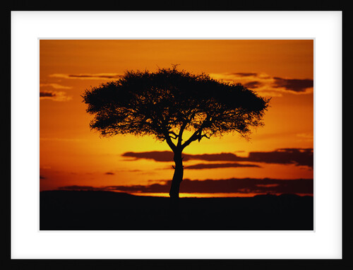 Silhouetted Camelthorn Tree at Sunset by Anonymous