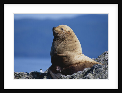 Resting Sea Lion Bull by Anonymous