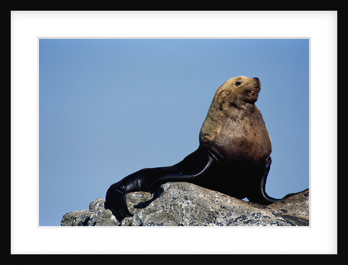 Resting Sea Lion Bull by Anonymous