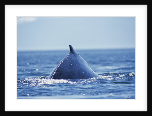 Humpback Whale Surfacing in Frederick Sound by Anonymous