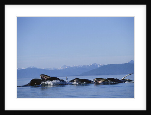 Humpback Whales Feeding in Frederick Sound by Anonymous