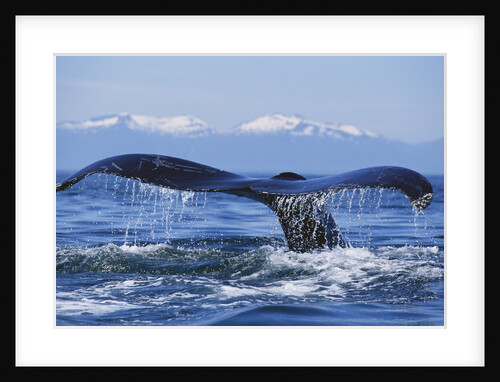 Tail of Surfacing Humpback Whale by Anonymous