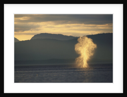 Humpback Whale Surfacing by Anonymous