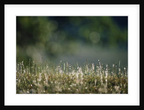 Morning Dew on Grass by Anonymous
