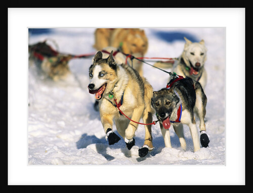 Sled Dogs Racing Through Snow by Anonymous