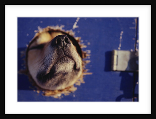 Sled Dog Sticking Head Through Hole by Anonymous