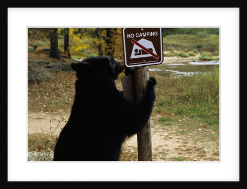 Black Bear Scratching Post by Anonymous