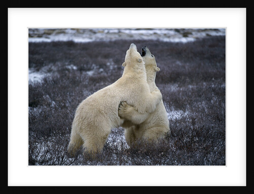 Polar Bears Playing by Anonymous