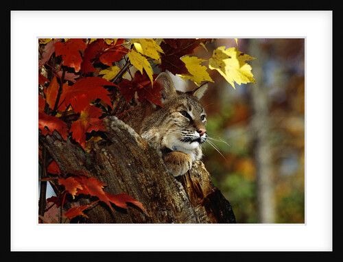 Bobcat Resting in a Tree by Anonymous