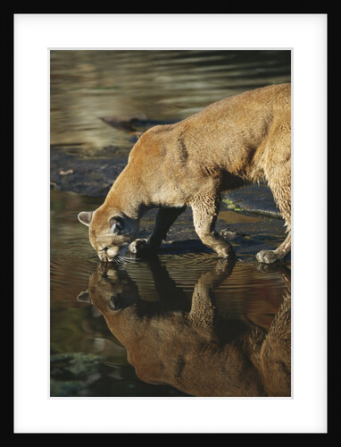 Cougar Drinking from the Kettle River by Anonymous