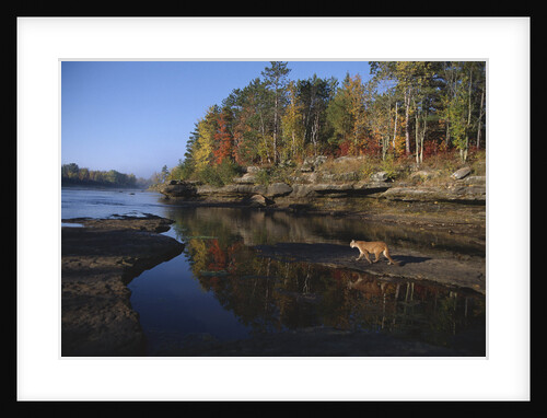 Cougar Walking Along the Kettle River by Anonymous