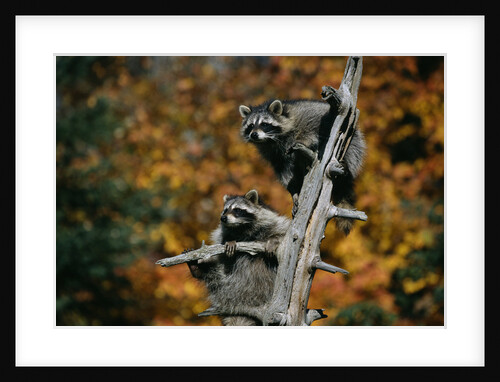 Two Raccoons in a Tree Snag by Anonymous