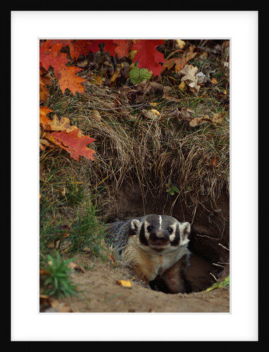 Badger Looking Out From Den by Anonymous