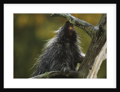 Porcupine in a Tree by Anonymous