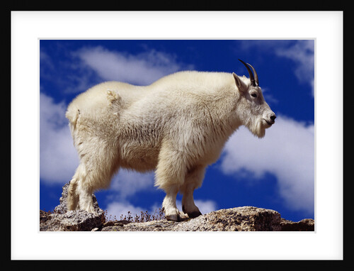 Mountain Goat by Anonymous