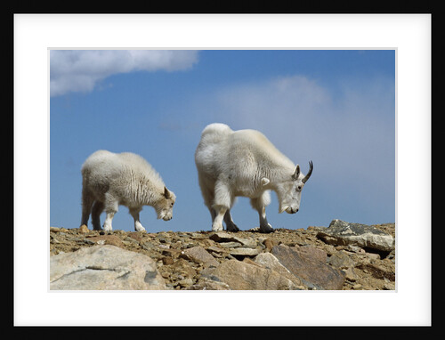 Mountain Goat Nannie and Kid by Anonymous