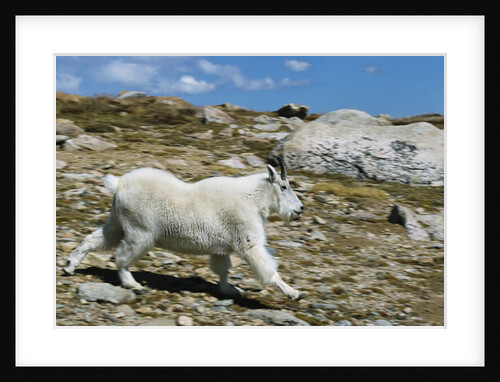 Mountain Goat Running by Anonymous