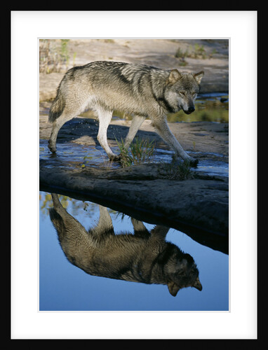 Grey Wolf and Reflection in Water by Anonymous