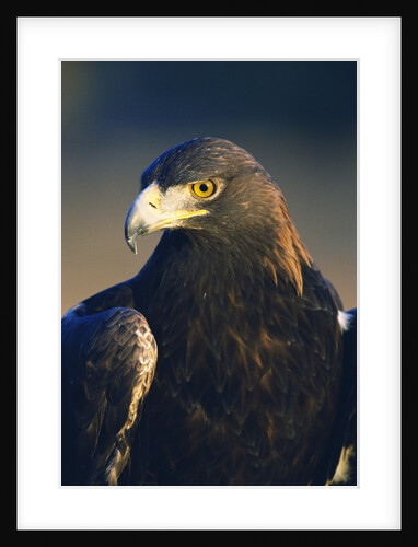 Golden Eagle by Anonymous