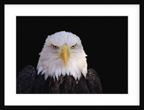 Bald Eagle by Anonymous