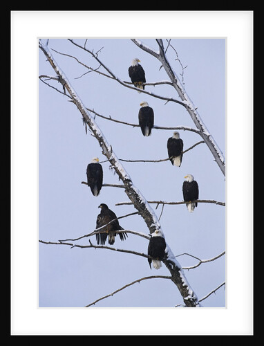 Bald Eagles Perched on Branches by Anonymous