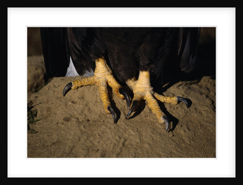 Bald Eagle Talons by Anonymous