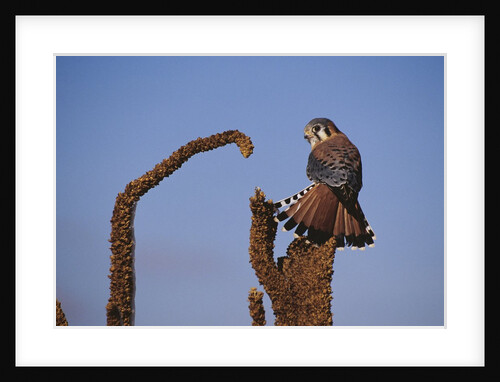 Kestrel Perched on a Mullein Plant by Anonymous